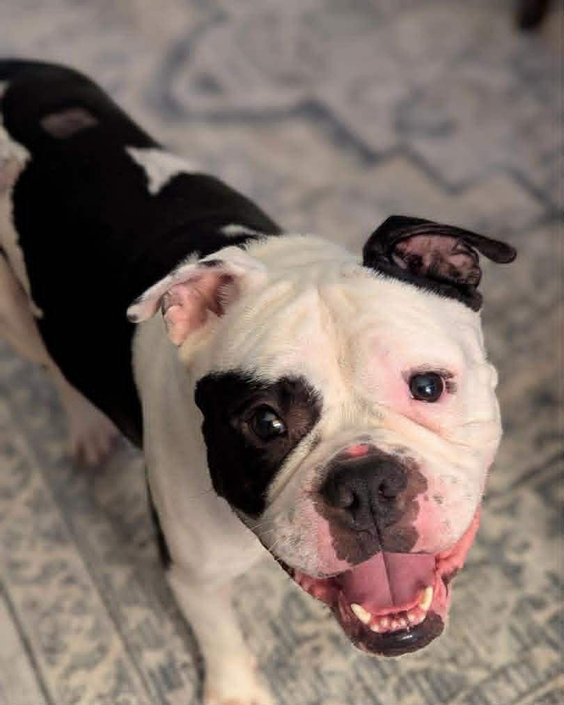 Enlarge Willard, a ADOPTABLE mixed breed in Wappingers Falls, NY image 2/2