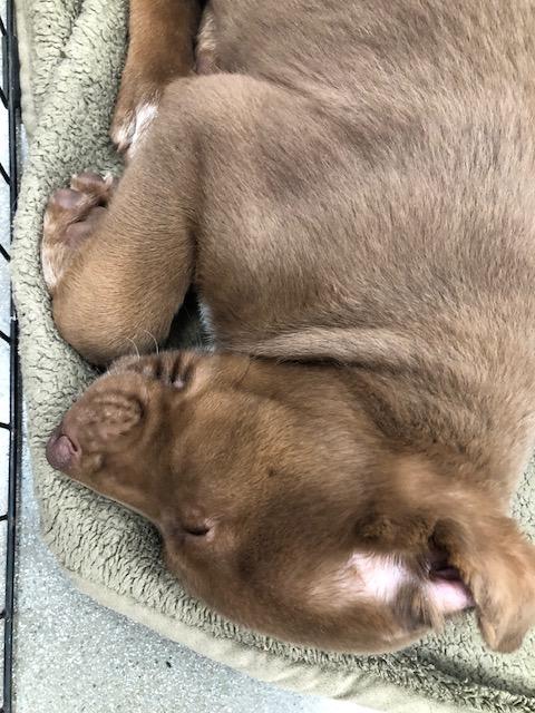 Enlarge Reese, a ADOPTABLE mixed breed in Monrovia , CA image 3/5