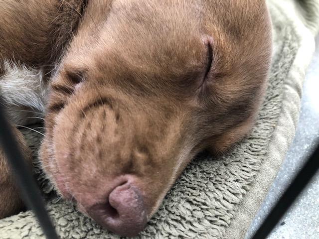 Enlarge Reese, a ADOPTABLE mixed breed in Monrovia , CA image 2/5