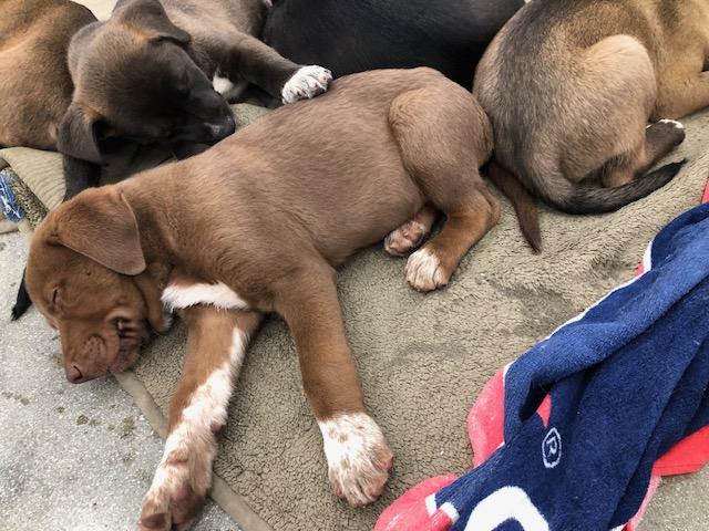 Enlarge Reese, a ADOPTABLE mixed breed in Monrovia , CA image 4/5