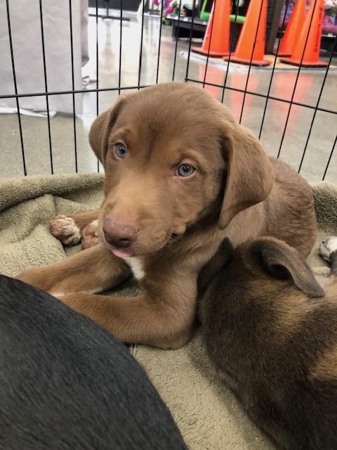 Reese, ADOPTABLE, Puppy Male Golden Retriever & Shepherd.