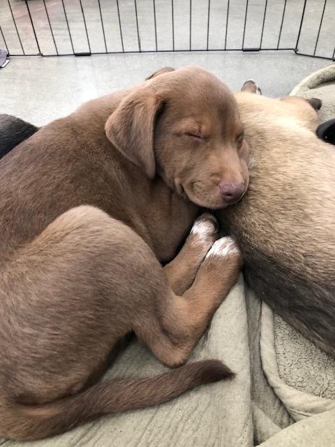 Enlarge Reese, a ADOPTABLE mixed breed in Monrovia , CA image 5/5