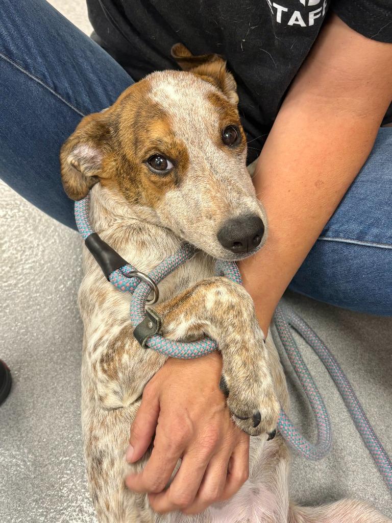 Shelly, Adopted, Puppy Female Australian Cattle Dog / Blue Heeler & Pit Bull Terrier.