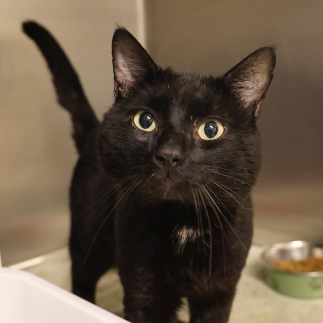 Enlarge Field, a Adoptable Domestic Short Hair in Briarcliff Manor, NY image 1/1