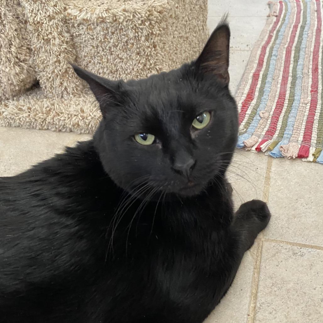 Enlarge Jinx, a Adoptable Domestic Short Hair in Green Bay, WI image 1/4