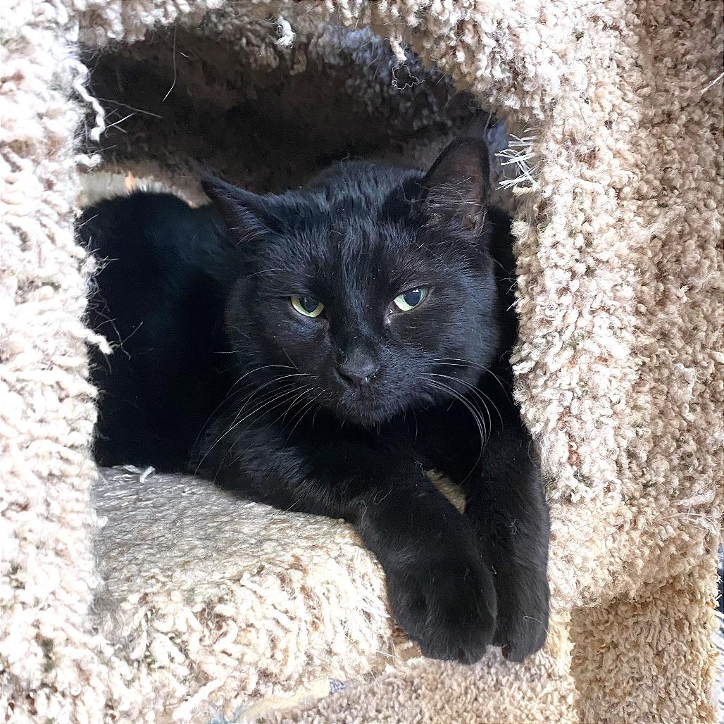 Enlarge Jinx, a Adoptable Domestic Short Hair in Green Bay, WI image 2/4