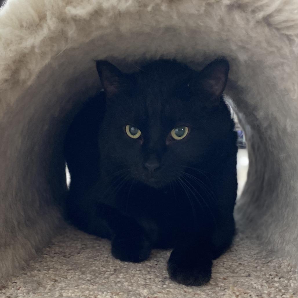 Enlarge Jinx, a Adoptable Domestic Short Hair in Green Bay, WI image 3/4