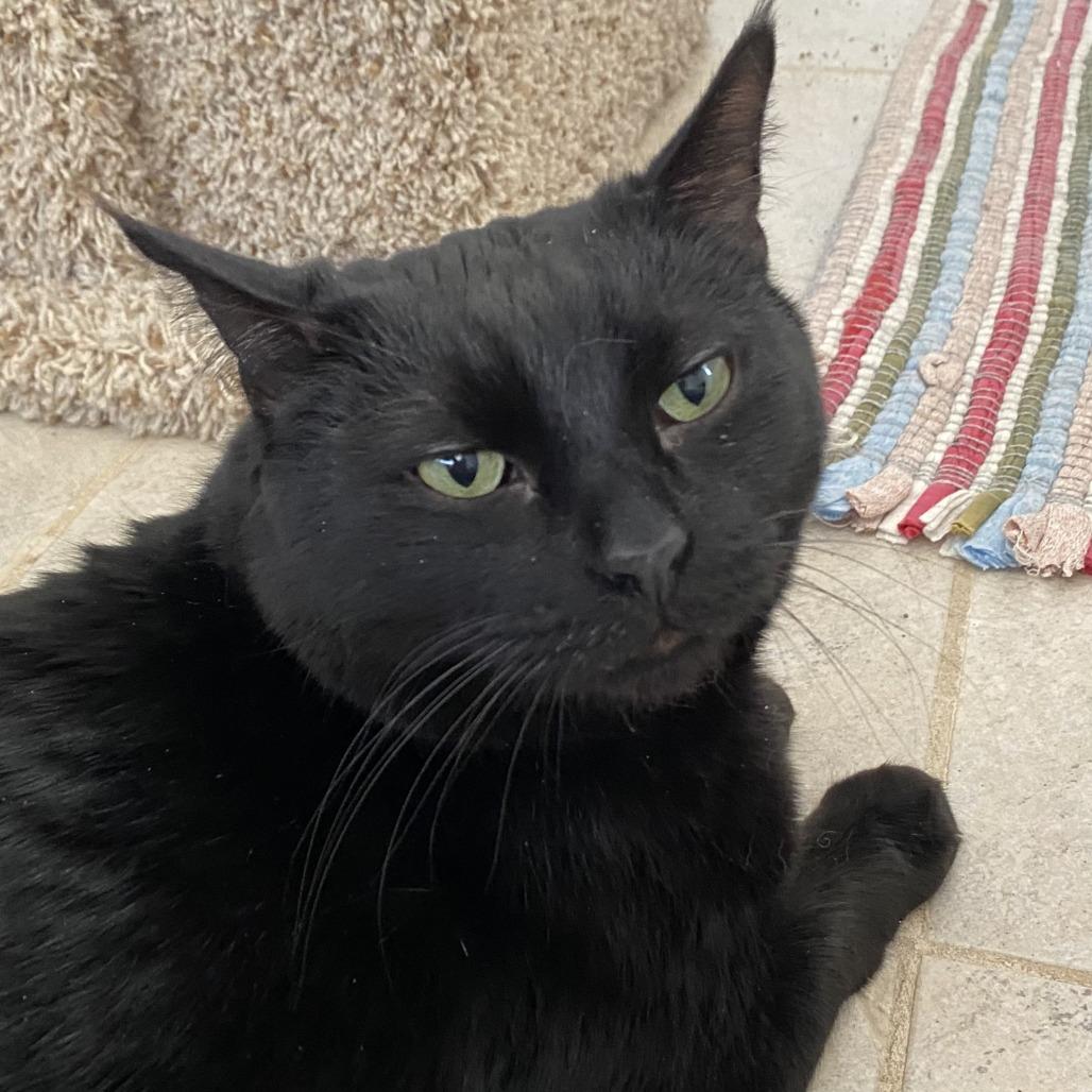 Enlarge Jinx, a Adoptable Domestic Short Hair in Green Bay, WI image 4/4