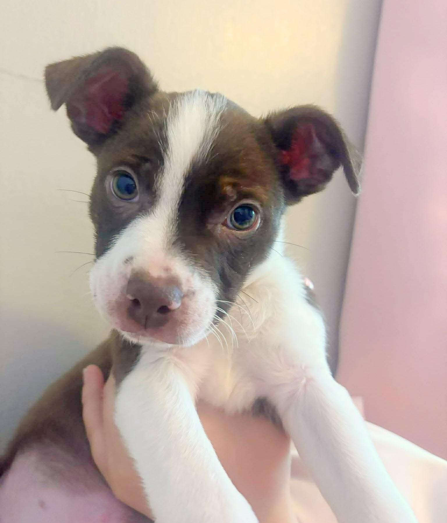 Charlie Brown, an adopted mixed breed in Wytheville, VA image 5/6