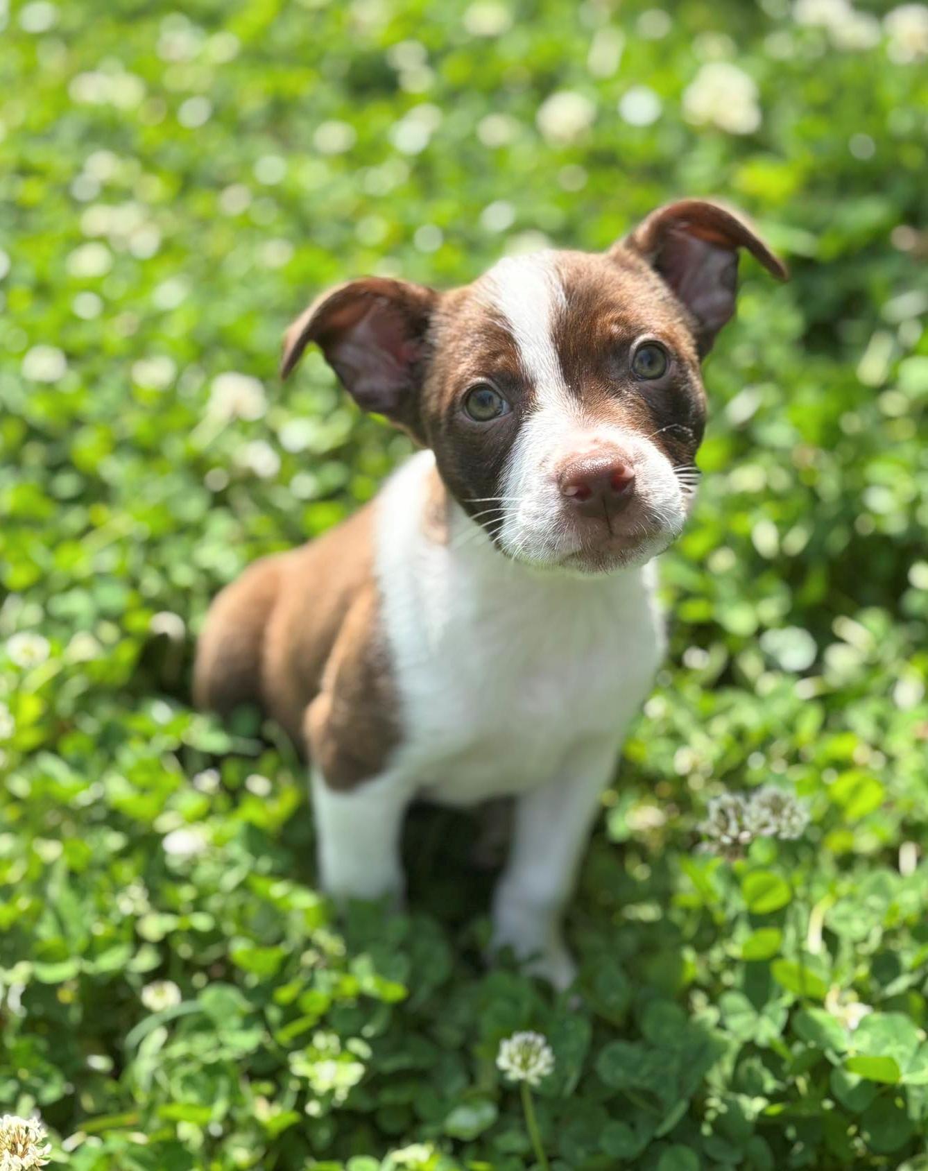 Charlie Brown, an adopted mixed breed in Wytheville, VA image 4/6