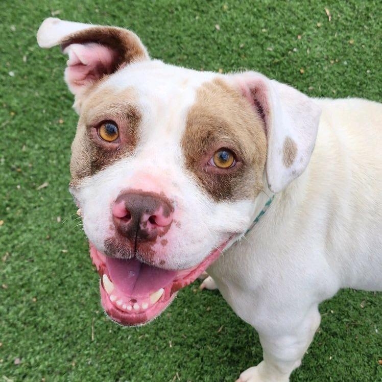 Smuckers, Adoptable, Adult Female Terrier.