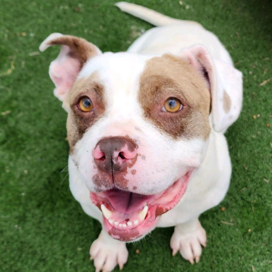 Enlarge Smuckers, a Adoptable Terrier in St. Louis, MO image 2/6