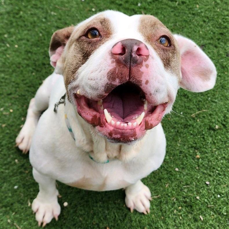 Enlarge Smuckers, a Adoptable Terrier in St. Louis, MO image 3/6