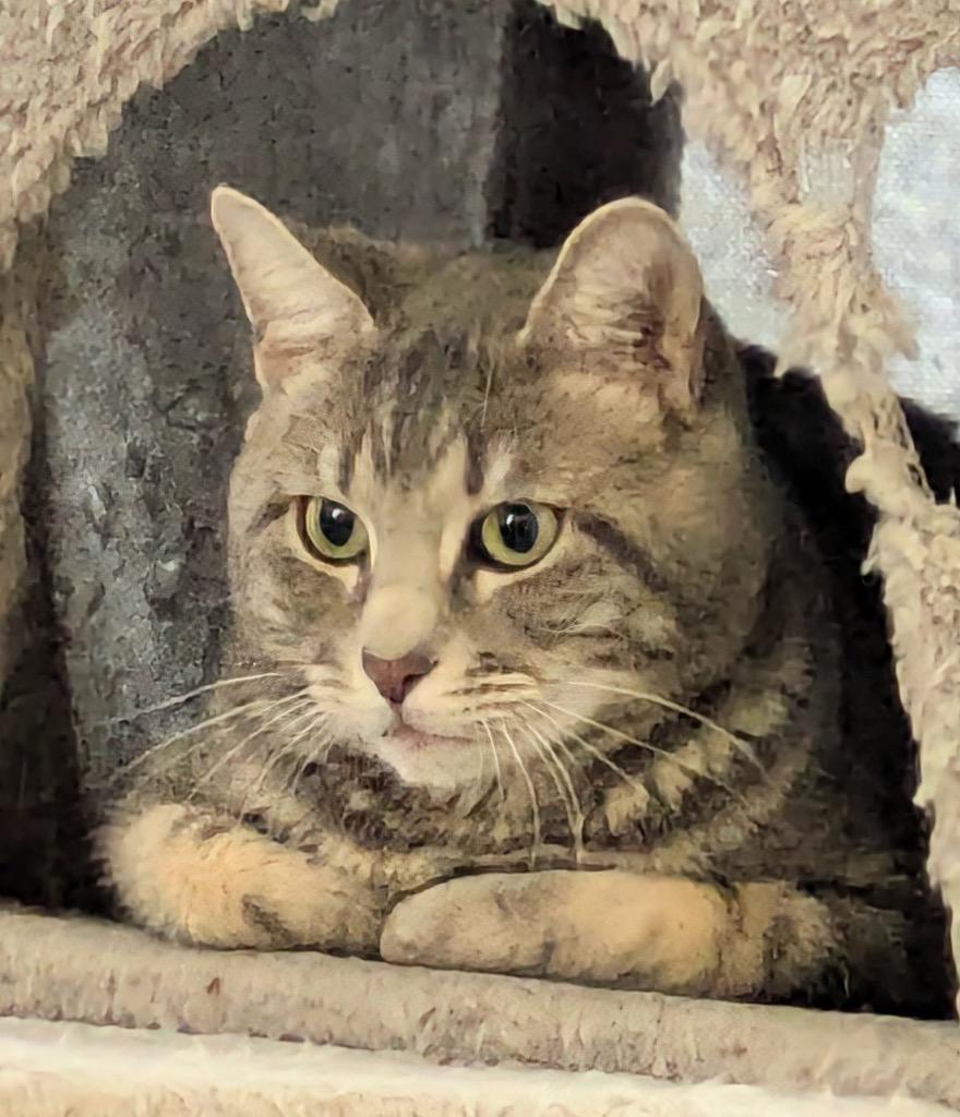 Silverback, Adoptable, Adult Male Domestic Short Hair.