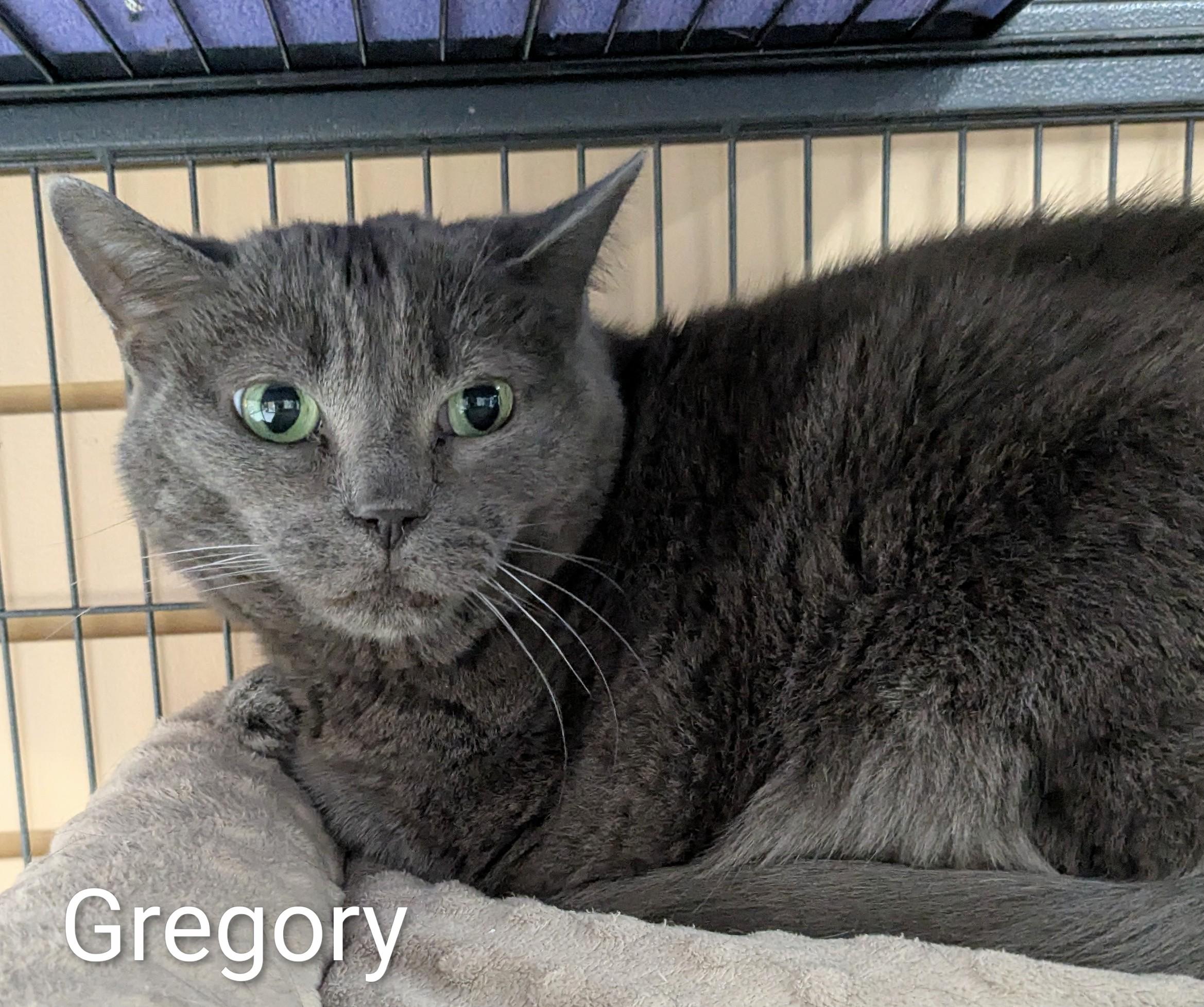 Enlarge Gregory, a ADOPTABLE Domestic Short Hair in St Catharines, ON image 2/3