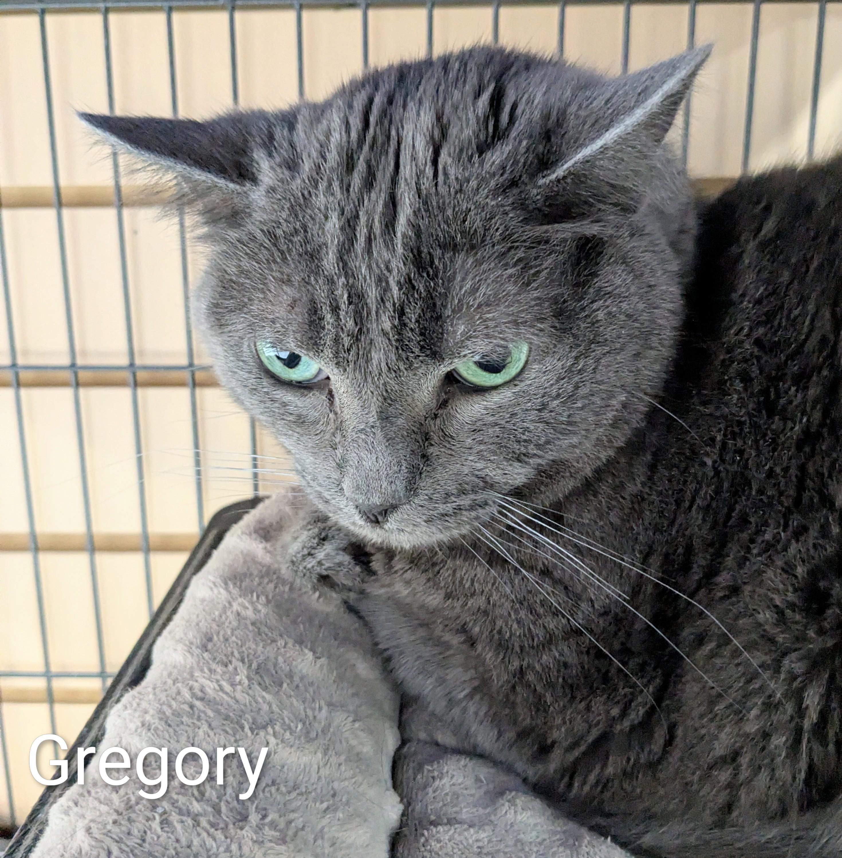 Enlarge Gregory, a ADOPTABLE Domestic Short Hair in St Catharines, ON image 3/3