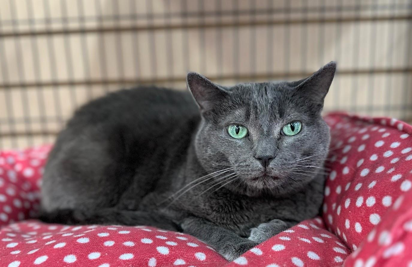 Gregory, ADOPTABLE, Adult Male Domestic Short Hair.