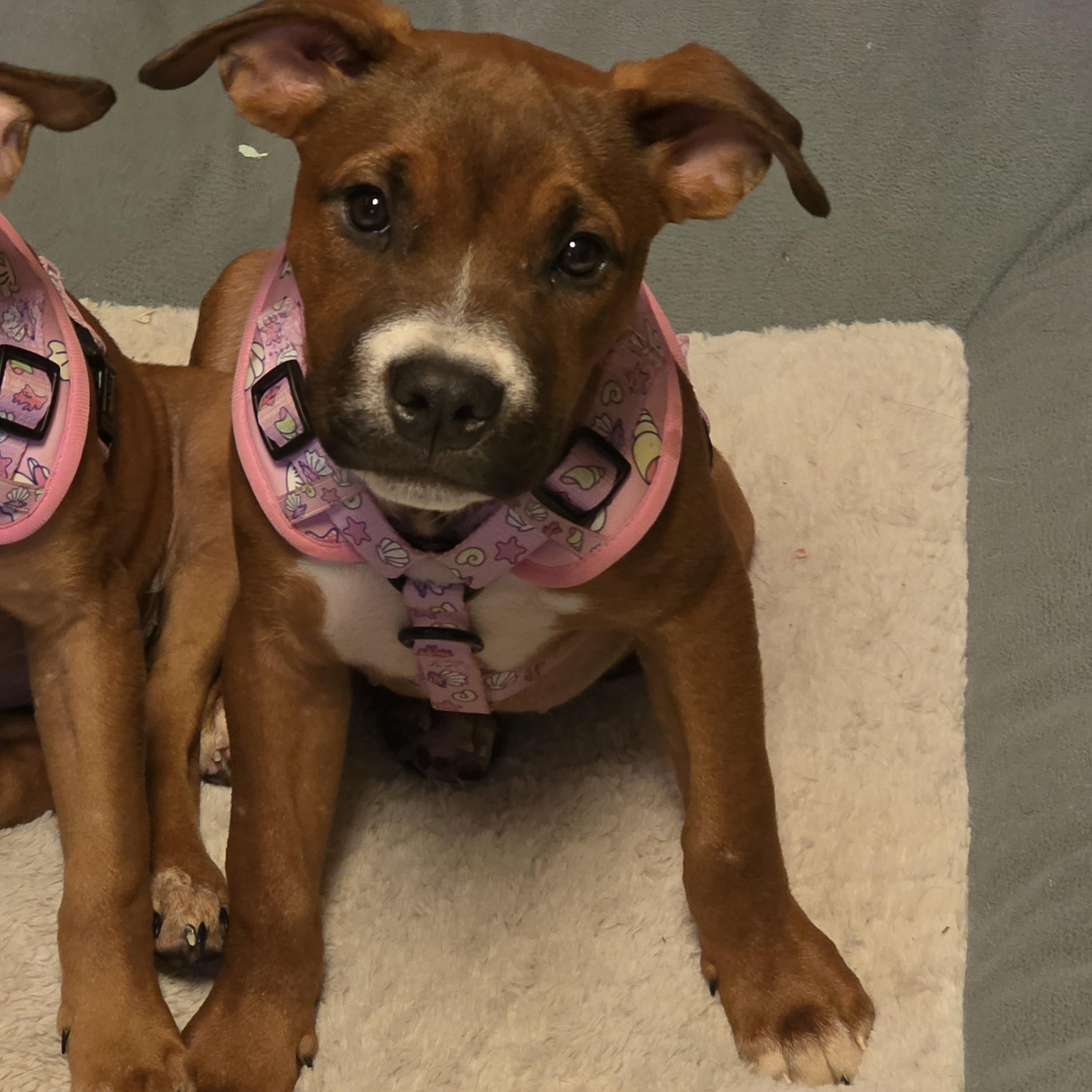 Enlarge Eloise, a Adoptable mixed breed in Aurora, IL image 1/5
