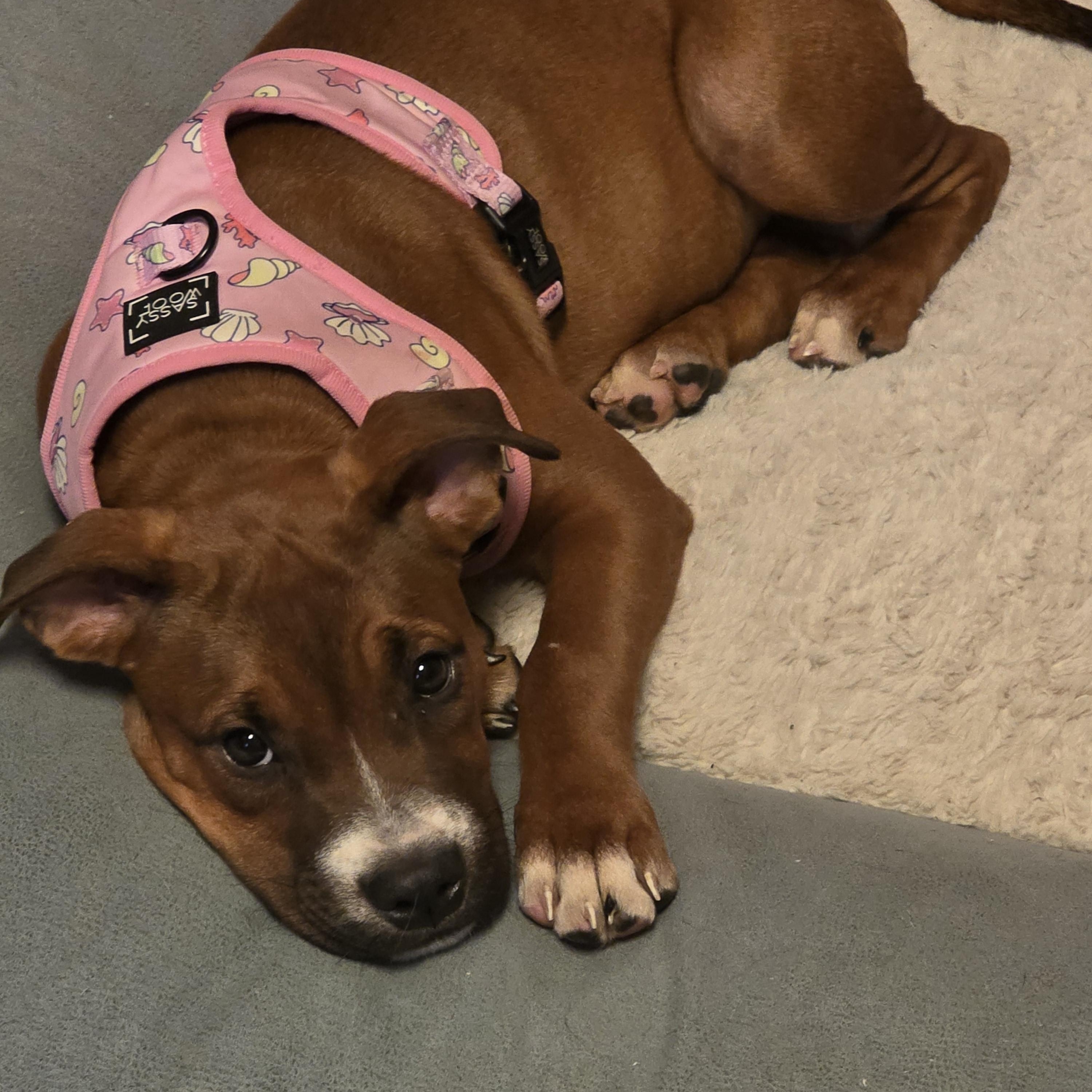 Enlarge Eloise, a Adoptable mixed breed in Aurora, IL image 2/5