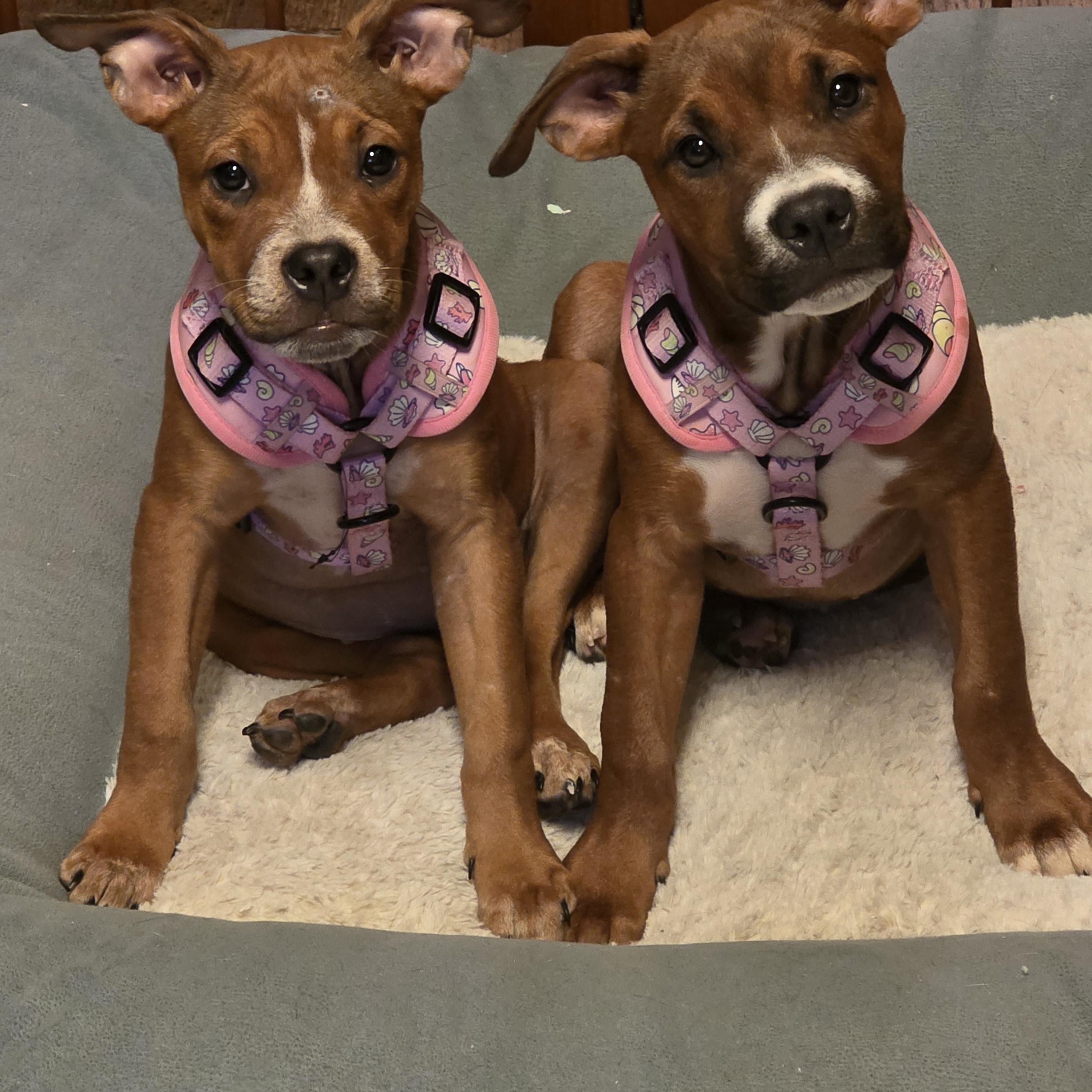 Enlarge Eloise, a Adoptable mixed breed in Aurora, IL image 3/5