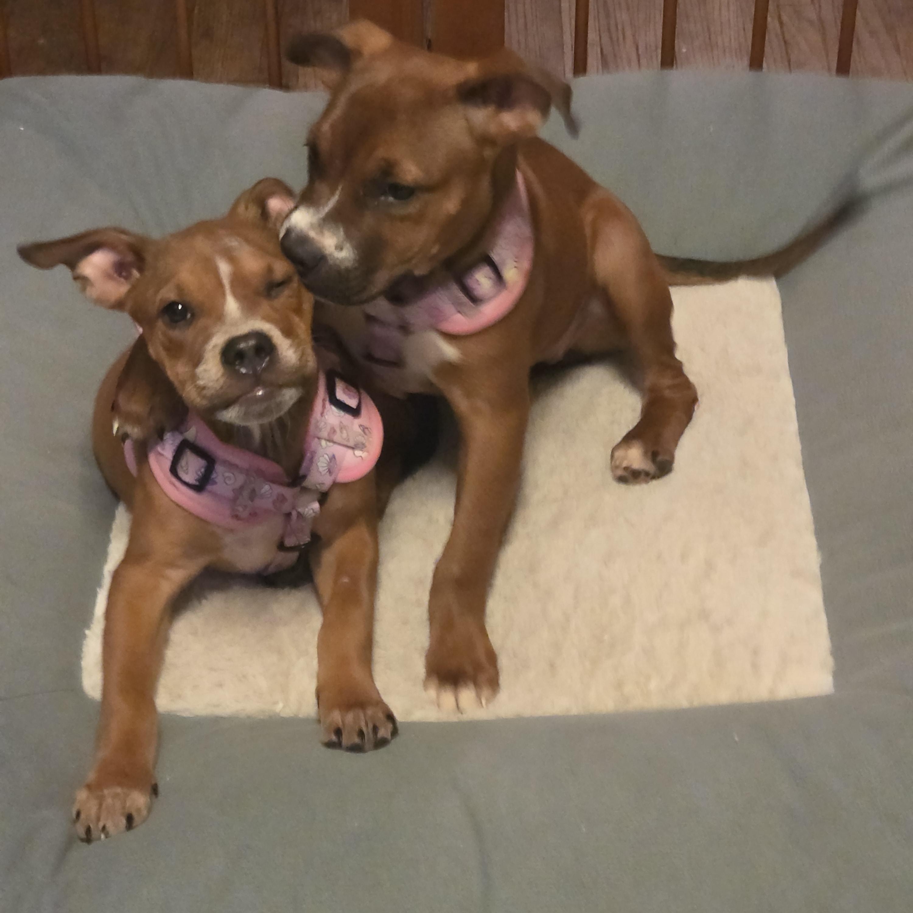 Enlarge Eloise, a Adoptable mixed breed in Aurora, IL image 4/5