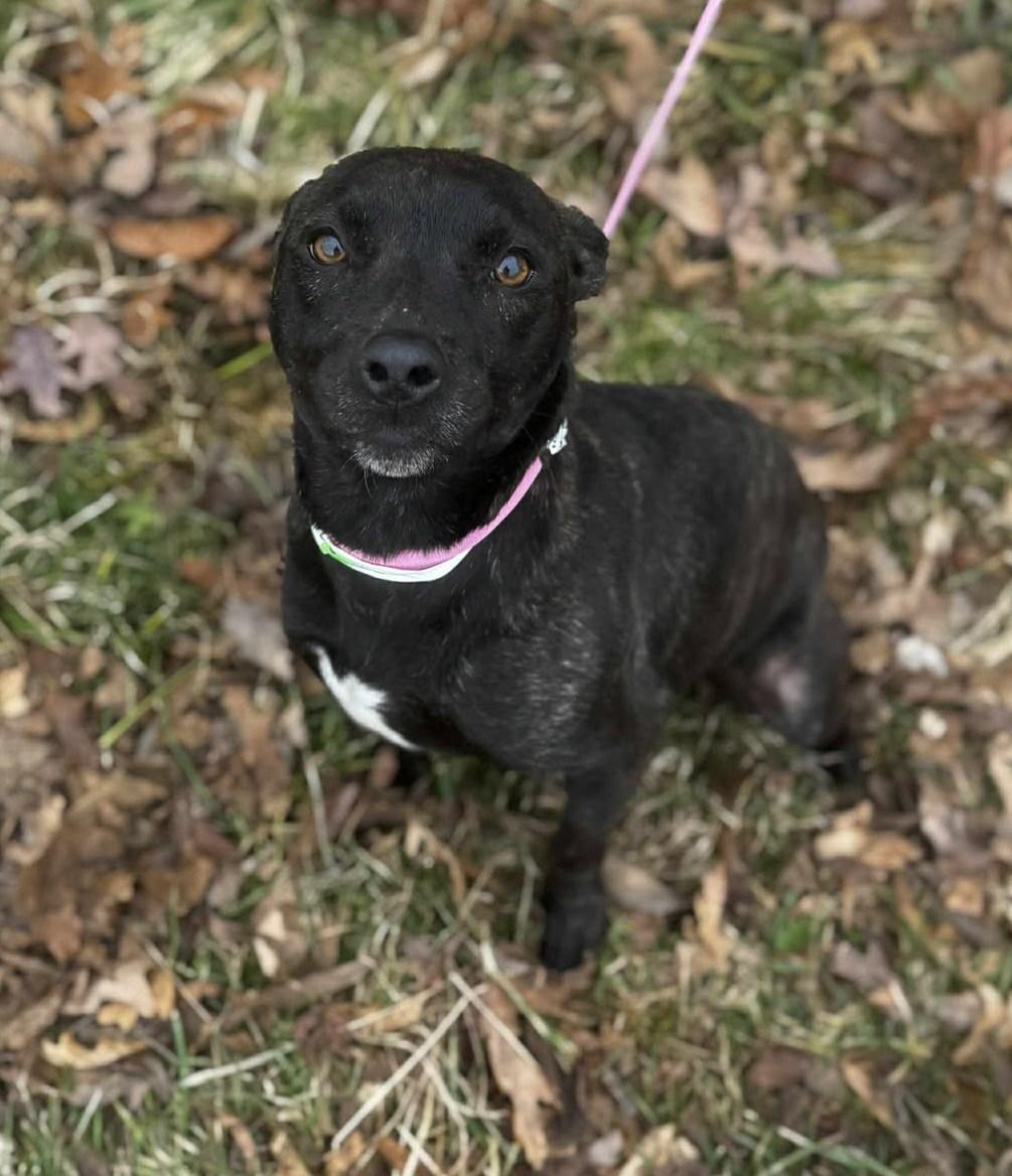 Enlarge beth, a ADOPTABLE mixed breed in MARION, IN image 6/6