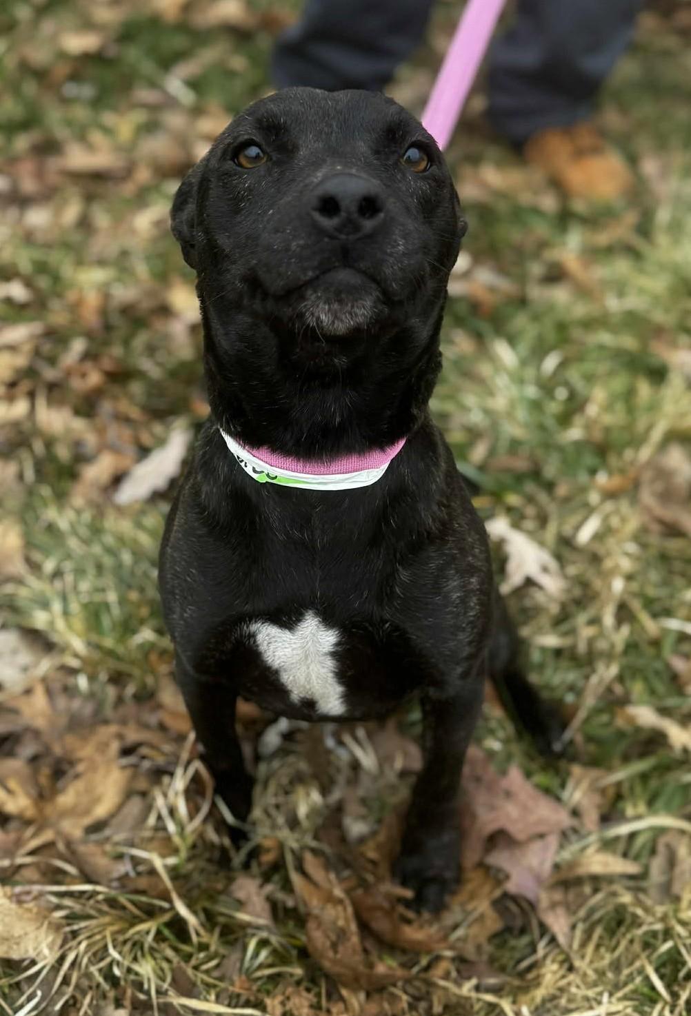 Enlarge beth, a ADOPTABLE mixed breed in MARION, IN image 5/6