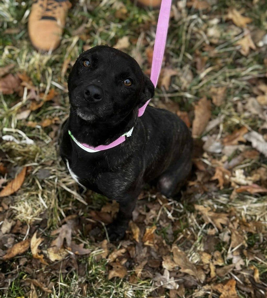 Enlarge beth, a ADOPTABLE mixed breed in MARION, IN image 4/6