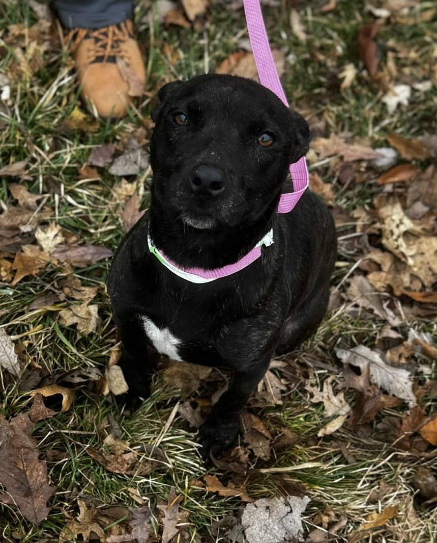 Enlarge beth, a ADOPTABLE mixed breed in MARION, IN image 2/6
