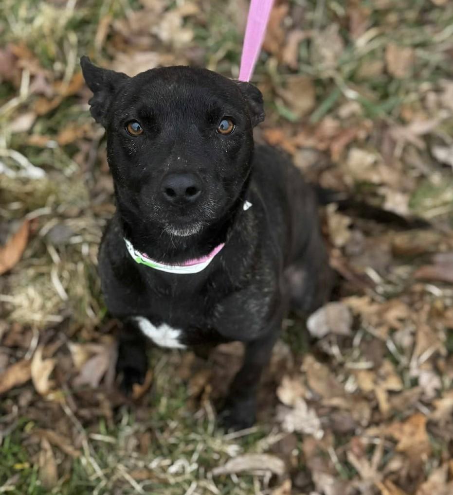 Enlarge beth, a ADOPTABLE mixed breed in MARION, IN image 1/6