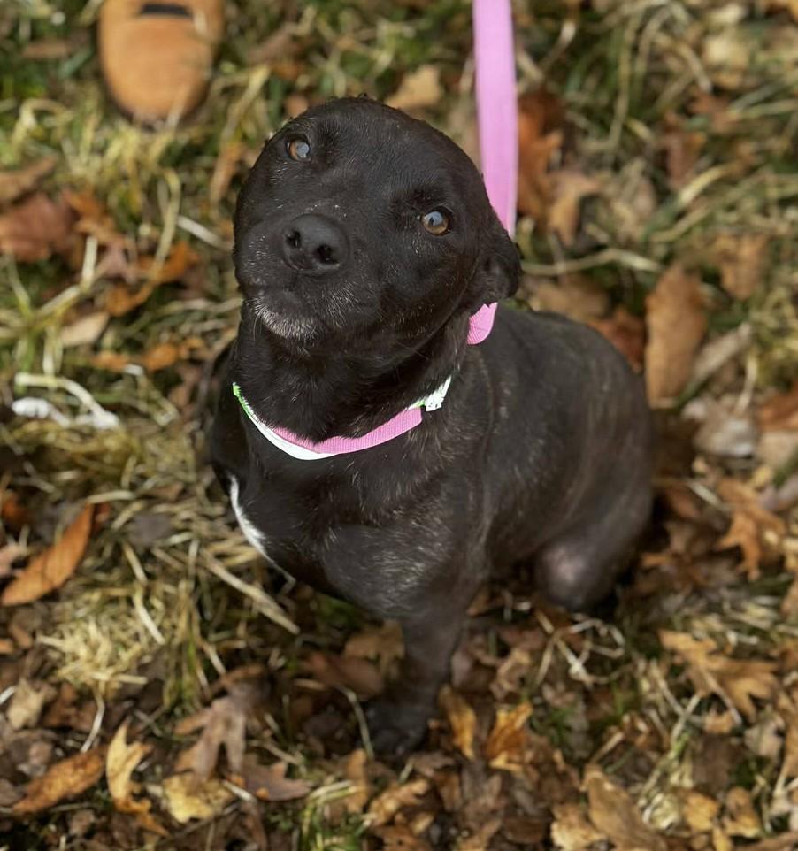 Enlarge beth, a ADOPTABLE mixed breed in MARION, IN image 3/6