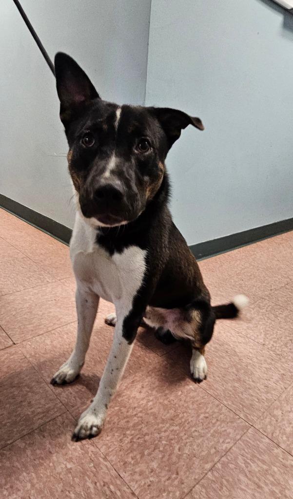 Collin, Adoptable, Young Male Shepherd & Mixed Breed.