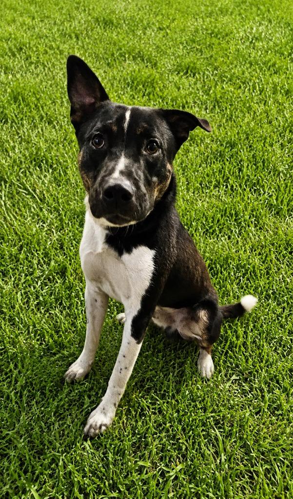 Enlarge Collin, a Adoptable mixed breed in Wabash, IN image 2/2