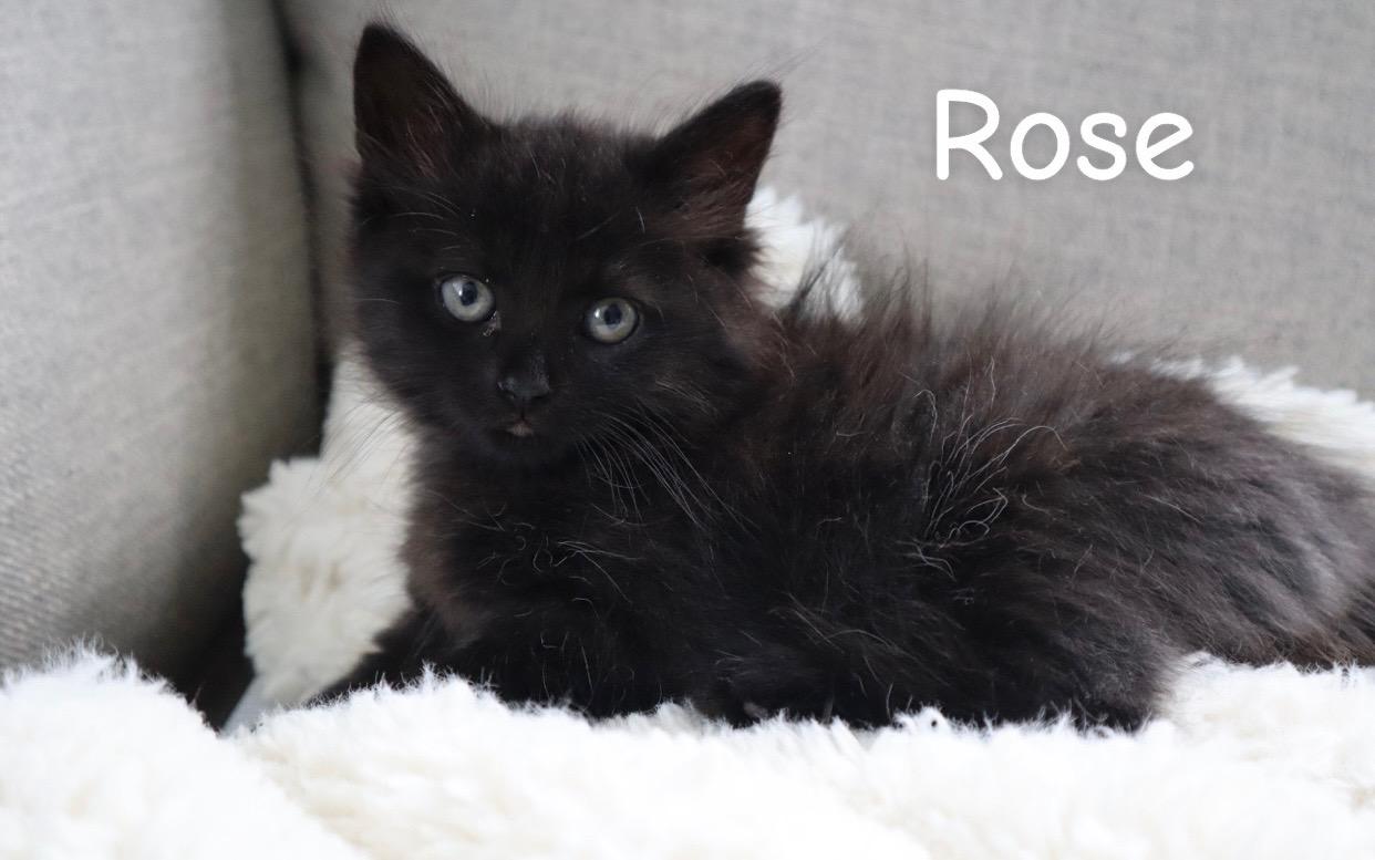Rose, ADOPTABLE, Kitten Female Domestic Medium Hair.