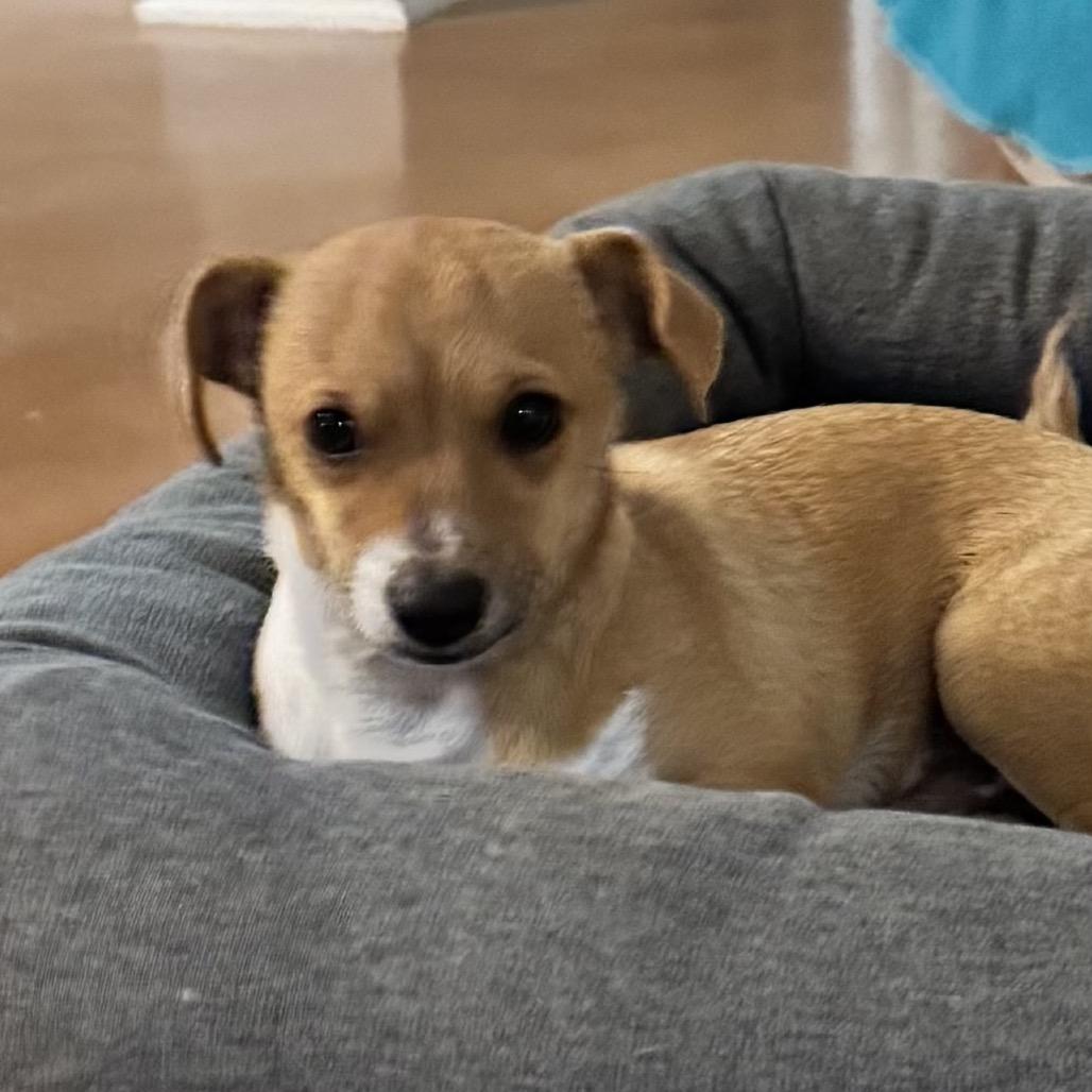 Meehlo, Adoptable, Puppy Male Chihuahua.