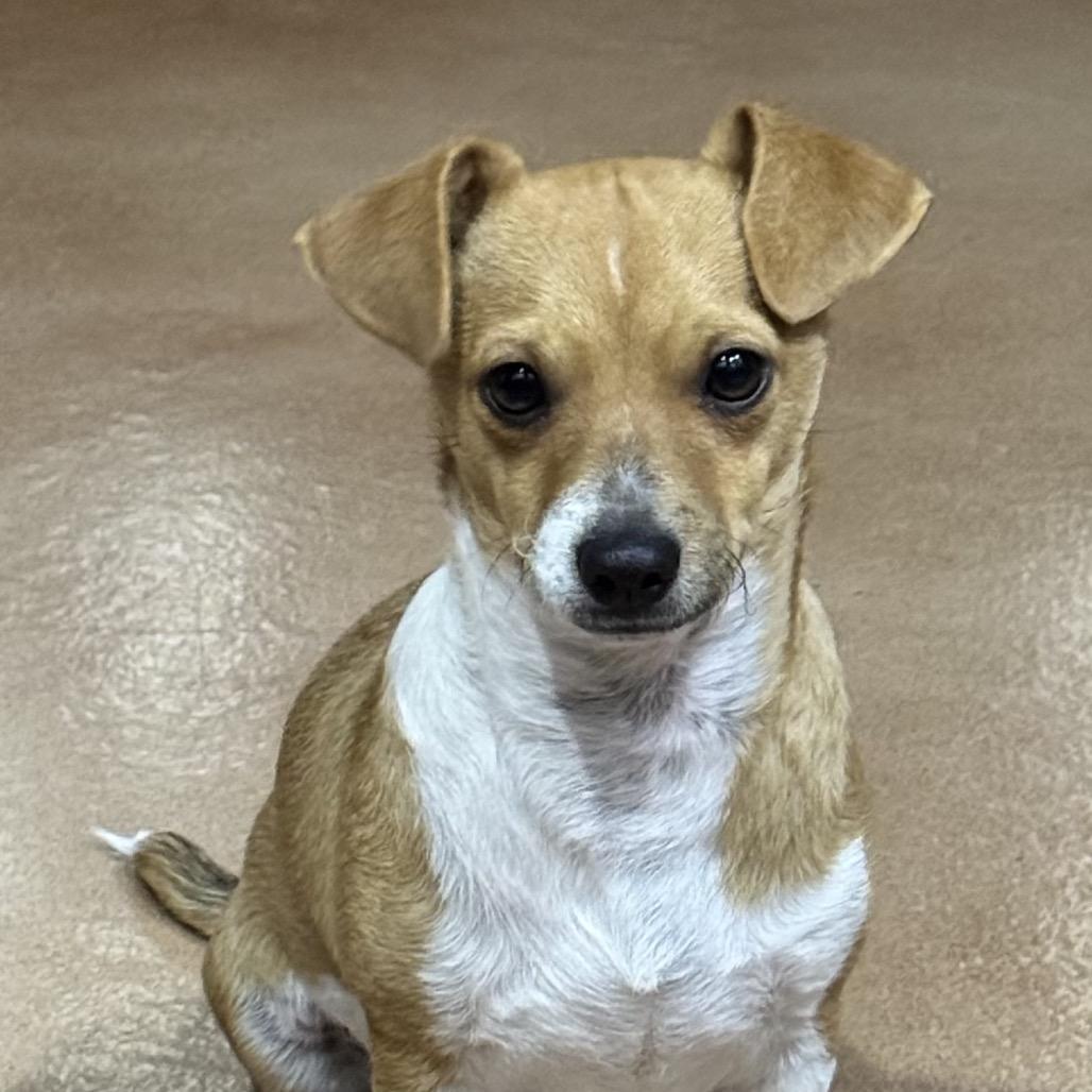 Enlarge Meehlo, a Adoptable mixed breed in Las Vegas, NV image 2/2