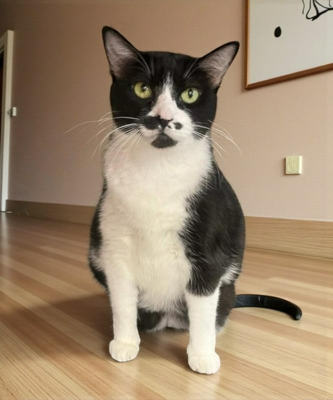 Sheba — A Faithful Companion for Her Golden Years, Adoptable, Senior Female Tuxedo.