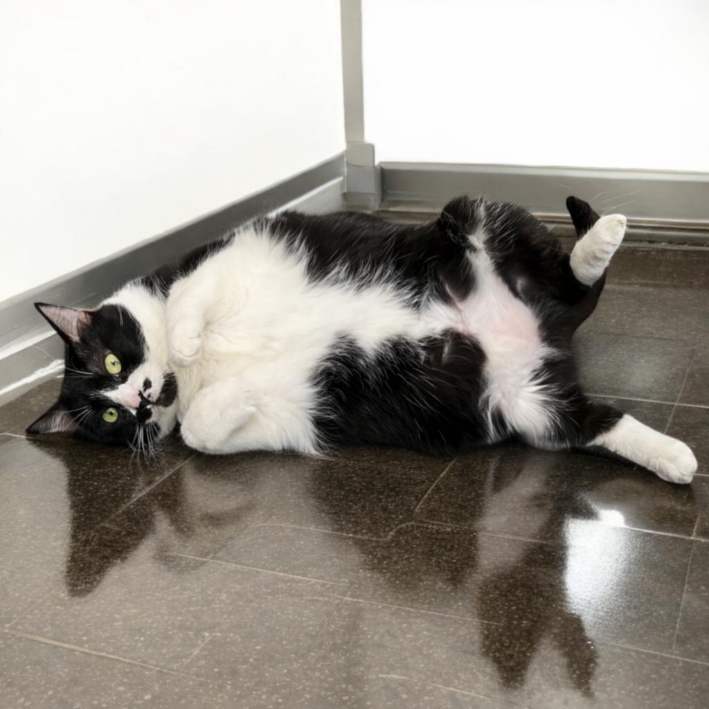 Enlarge Sheba — A Gentle, Steady Companion for a Loving Home, a Adoptable Tuxedo in Hillsboro, TX image 1/5