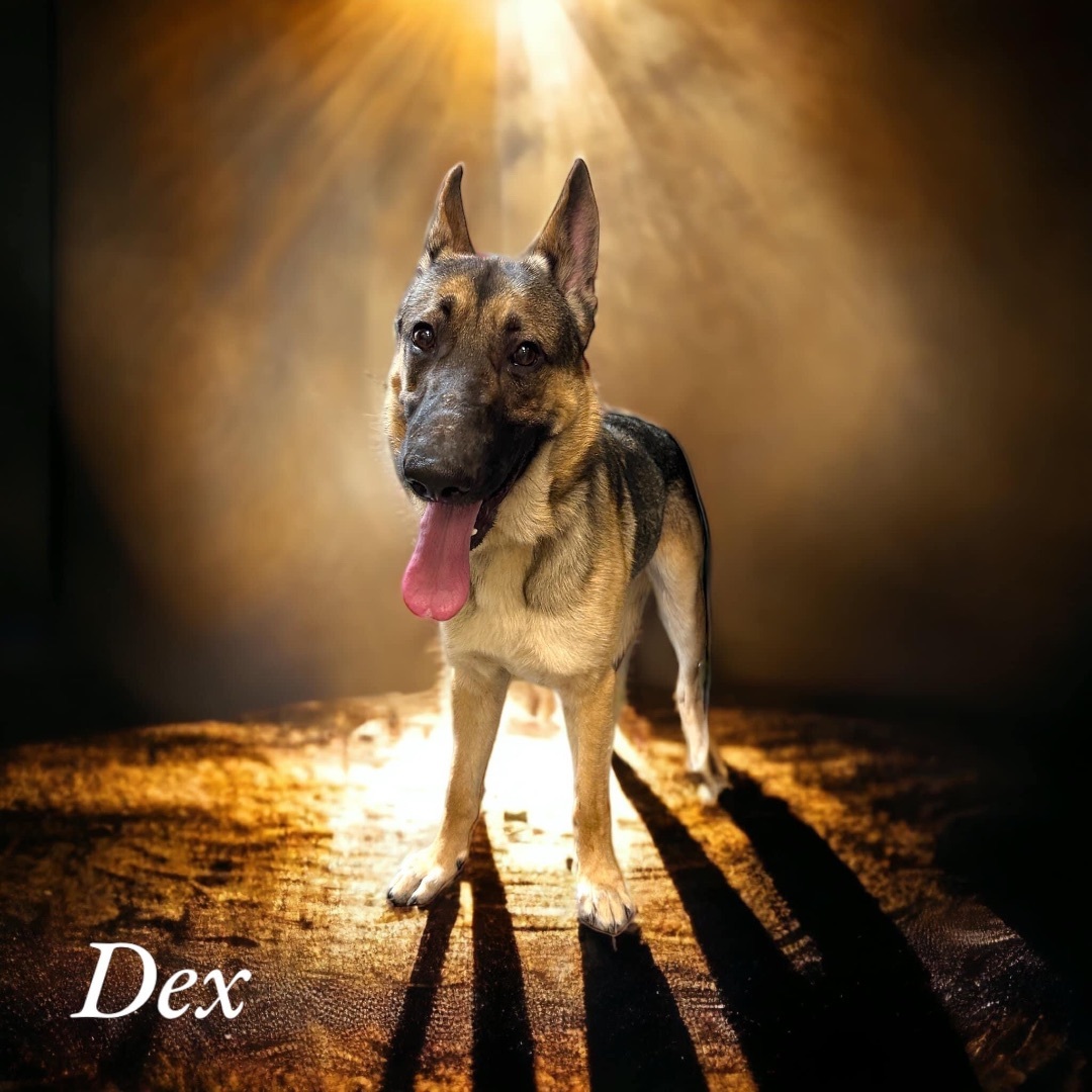 Enlarge Dex, a Adopted German Shepherd Dog in POTOMAC, MD image 1/1
