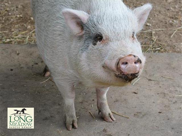 WARREN, Adoptable, Senior Male Pig.