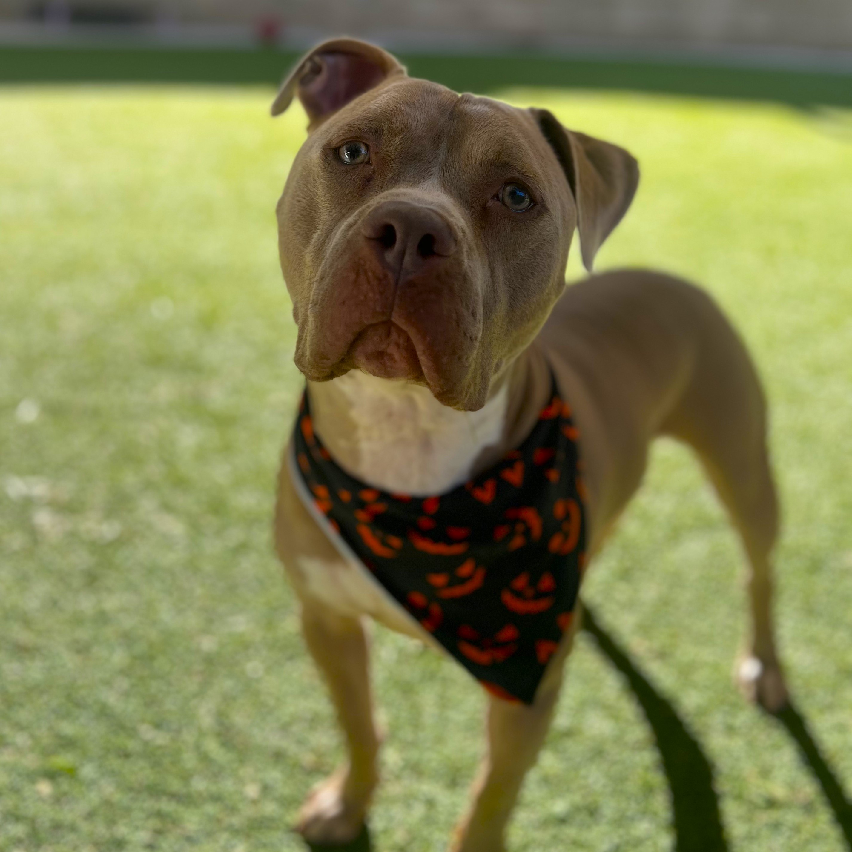 Seven-The Goofiest Good Boy