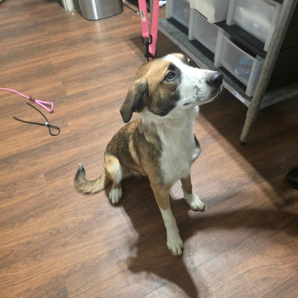 Kepner, Adoptable, Young Female Mixed Breed.