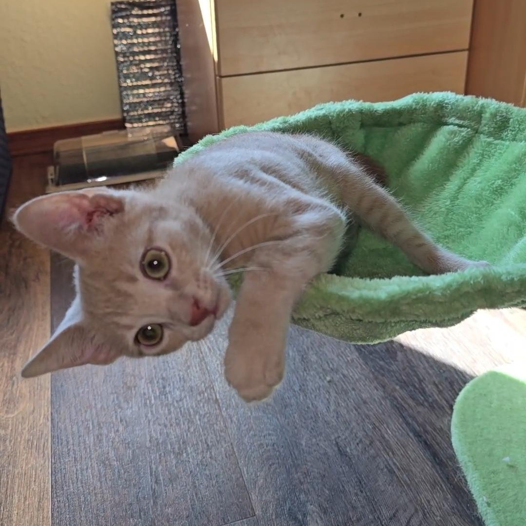 Enlarge BISCUIT, a Adoptable Tabby in Fletcher, OK image 3/5