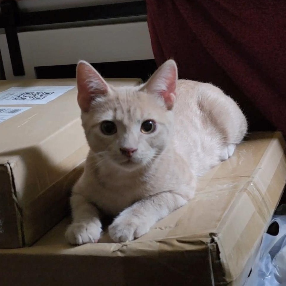 BISCUIT, an adoptable Tabby in Fletcher, OK, 73541 | Photo Image 1