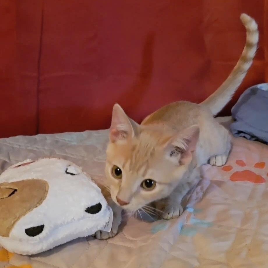 BISCUIT, an adoptable Tabby in Fletcher, OK, 73541 | Photo Image 3