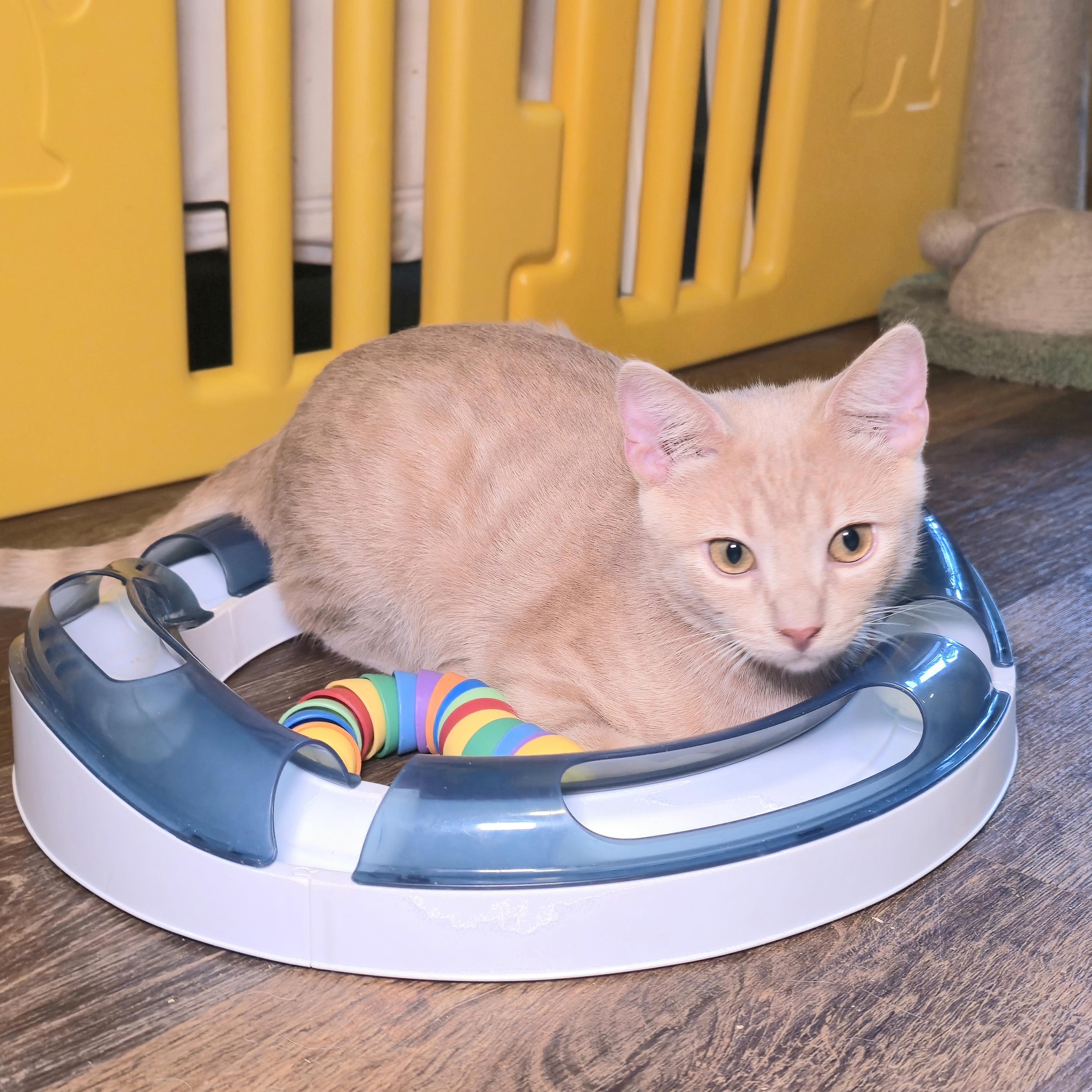 BISCUIT, an adoptable Tabby in Fletcher, OK, 73541 | Photo Image 6