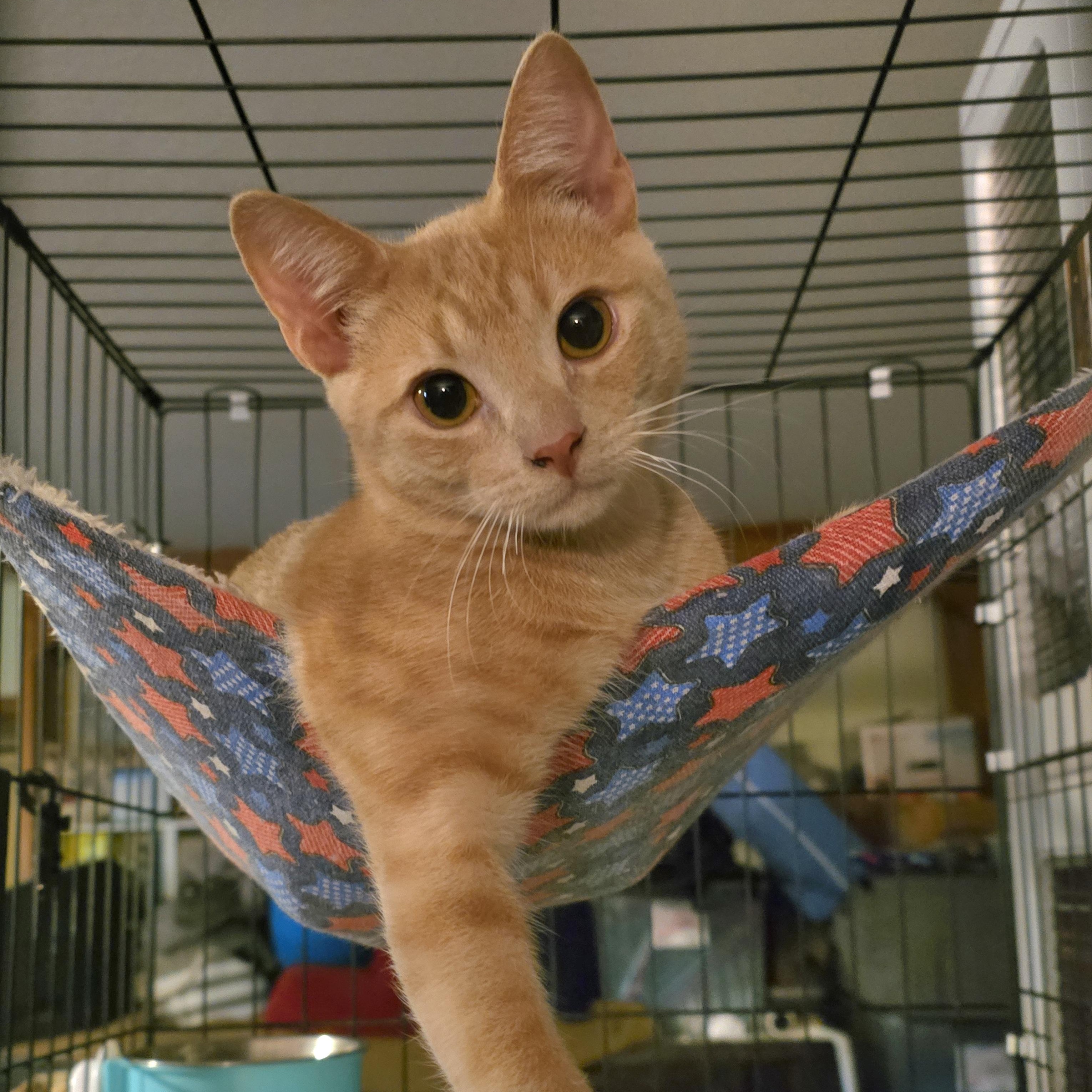 Enlarge BISCUIT, a Adoptable Tabby in Fletcher, OK image 1/5