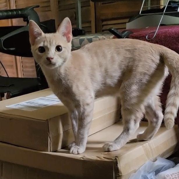 BISCUIT, an adoptable Tabby in Fletcher, OK, 73541 | Photo Image 6