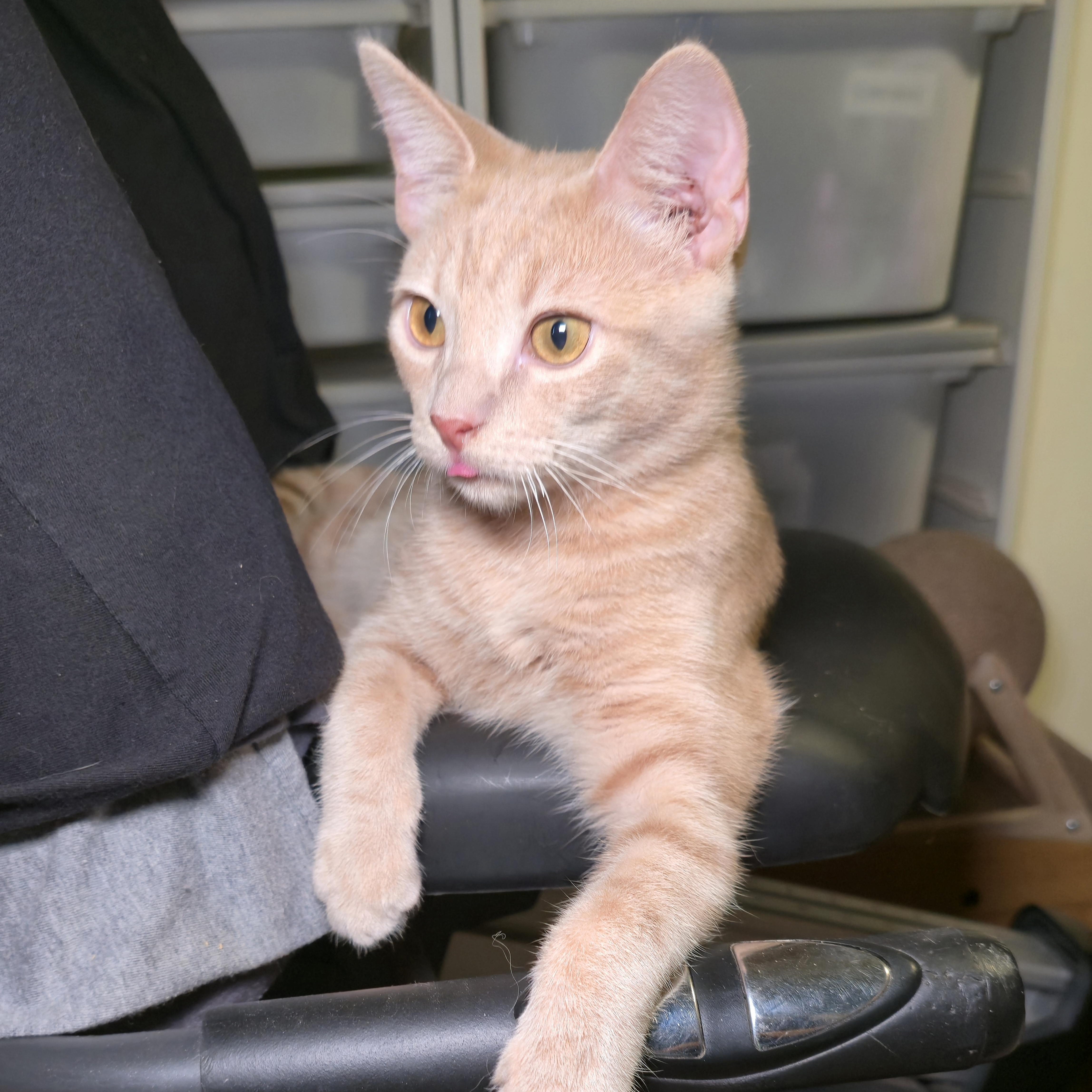 BISCUIT, an adoptable Tabby in Fletcher, OK, 73541 | Photo Image 4