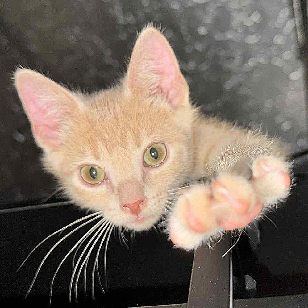BISCUIT, an adoptable Tabby in Fletcher, OK, 73541 | Photo Image 5